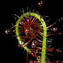 Drosera graminifolia St. Hil. resmi