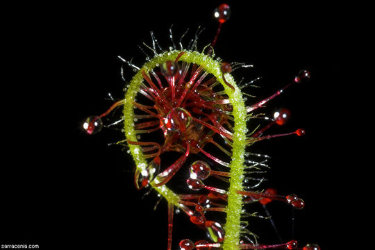 Image of Drosera graminifolia St. Hil.