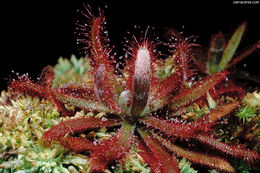 Image of Drosera graomogolensis T. Silva