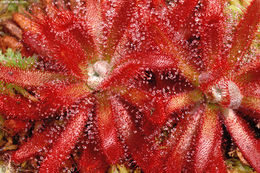 Image of Drosera graomogolensis T. Silva