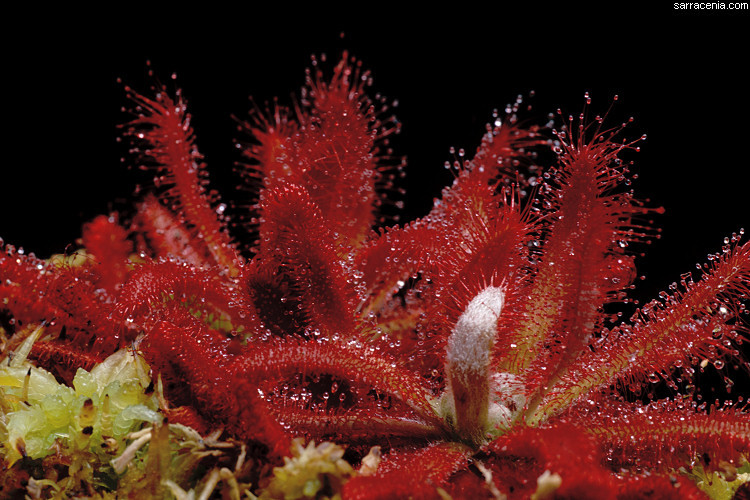 Image of Drosera graomogolensis T. Silva