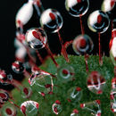 Image of Drosera hamiltonii C. R. P. Andrews