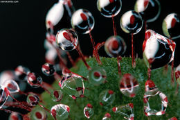 Image of Drosera hamiltonii C. R. P. Andrews