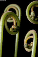 Image of Drosera hamiltonii C. R. P. Andrews