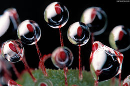 Image of Drosera hamiltonii C. R. P. Andrews