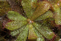 Image of Drosera hamiltonii C. R. P. Andrews