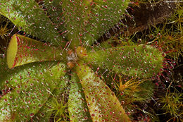 Image of Drosera hamiltonii C. R. P. Andrews