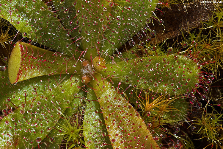 Image of Drosera hamiltonii C. R. P. Andrews