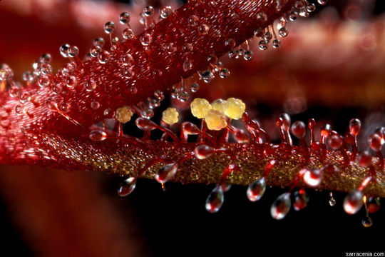 Image of Drosera hartmeyerorum Schlauer