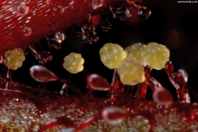 صورة Drosera hartmeyerorum Schlauer