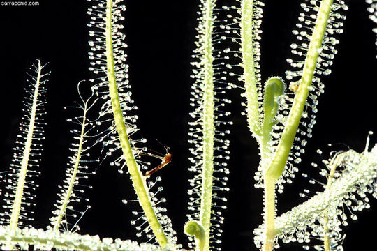 Image of Indian Sundew