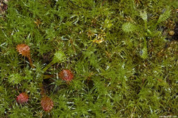 Image of slenderleaf sundew