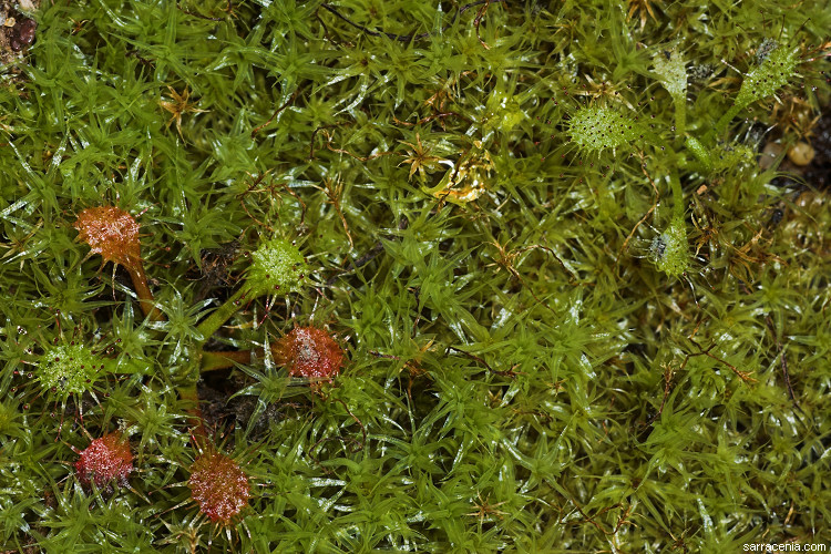 Image of slenderleaf sundew