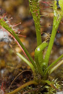 Image of slenderleaf sundew