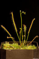 Image of slenderleaf sundew