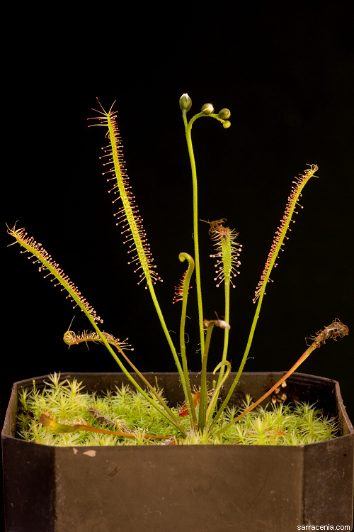 Image of slenderleaf sundew