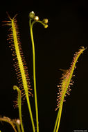 Image of slenderleaf sundew