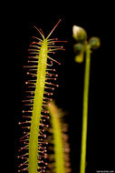 Image of slenderleaf sundew