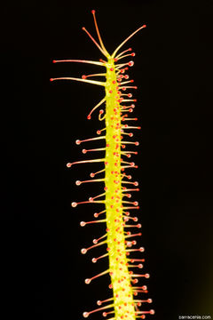 Image of slenderleaf sundew