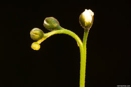 Image of slenderleaf sundew