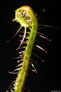 Imagem de Drosera linearis Goldie