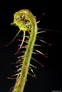 Image of slenderleaf sundew