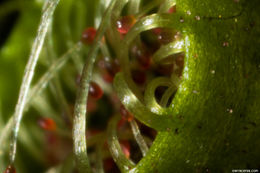 Image of slenderleaf sundew