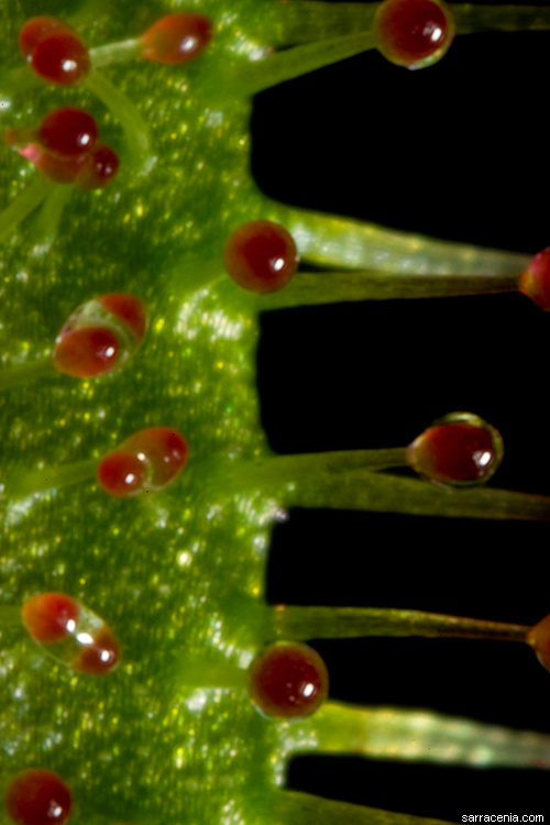 Image of slenderleaf sundew