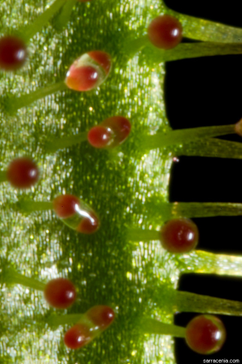 Image of slenderleaf sundew