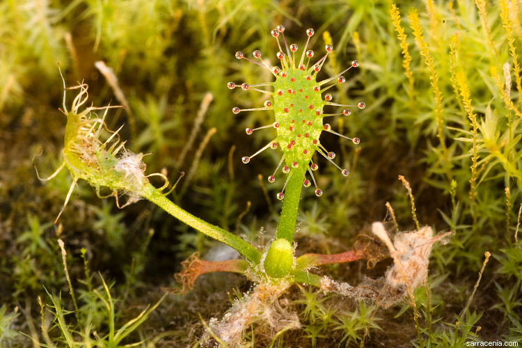 Image of slenderleaf sundew