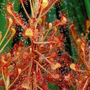 Image of Drosera madagascariensis DC.