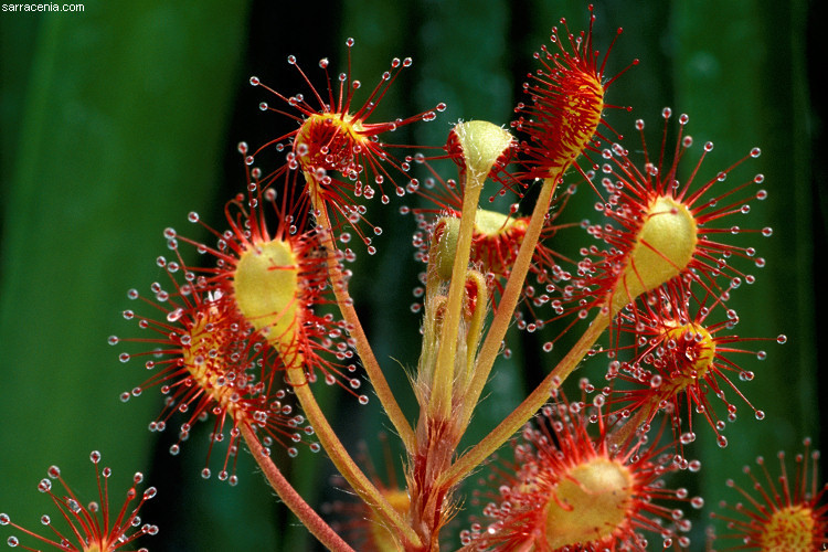 Image of Drosera madagascariensis DC.