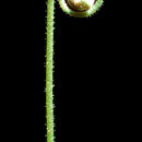 Image of Drosera natalensis Diels
