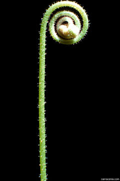 Image de Drosera natalensis Diels