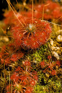 Image of Drosera occidentalis Morr.