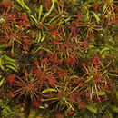 Imagem de Drosera occidentalis Morr.