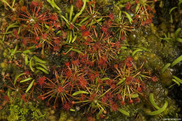 Image of Drosera occidentalis Morr.