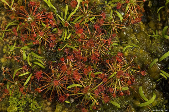 Image of Drosera occidentalis Morr.