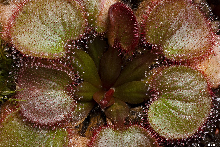 Image of Drosera falconeri Tsang ex Kondo