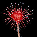 صورة Drosera paradoxa Lowrie