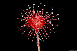 Image of Drosera paradoxa Lowrie