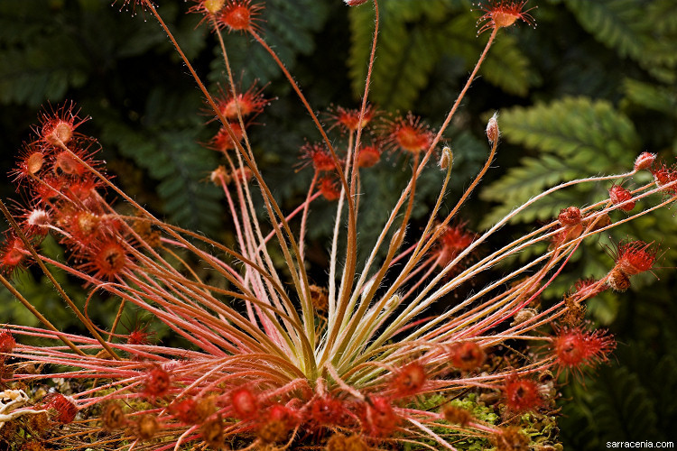 Image of Drosera paradoxa Lowrie