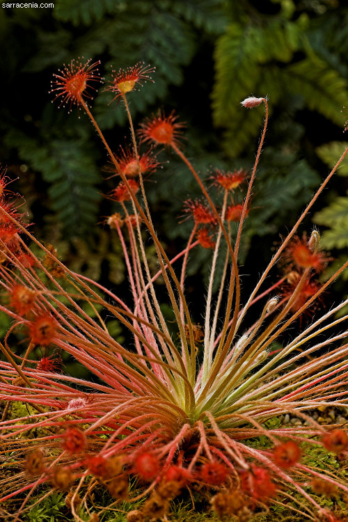 Image of Drosera paradoxa Lowrie