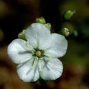 Imagem de Drosera parvula subsp. sargentii (Lowrie & N. Marchant) Schlauer