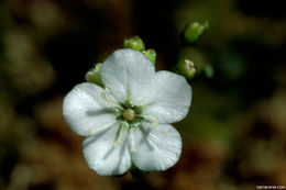 Drosera parvula subsp. sargentii (Lowrie & N. Marchant) Schlauer的圖片