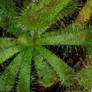 Image of Drosera pauciflora Banks ex DC.