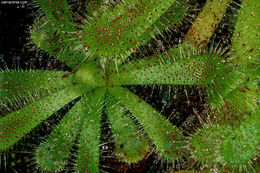 Image of Drosera pauciflora Banks ex DC.