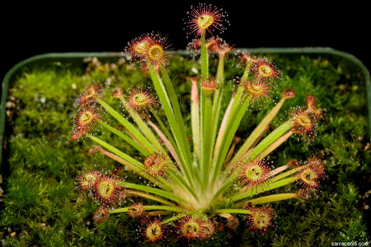 Image of Drosera petiolaris R. Br. ex DC.