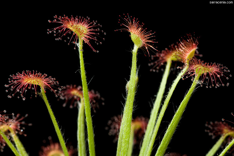 Image of Drosera petiolaris R. Br. ex DC.