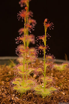 Image of Drosera platypoda Turcz.